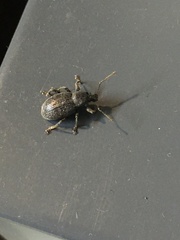 Otiorhynchus meridionalis