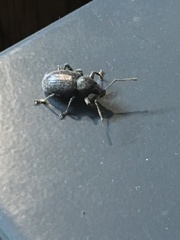 Otiorhynchus meridionalis