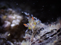 ヒカリウミウシ