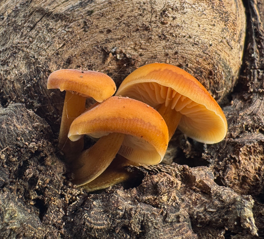Flammulina · November 2025 · photo: © catslovetofindplants (iNaturalist, cc0)