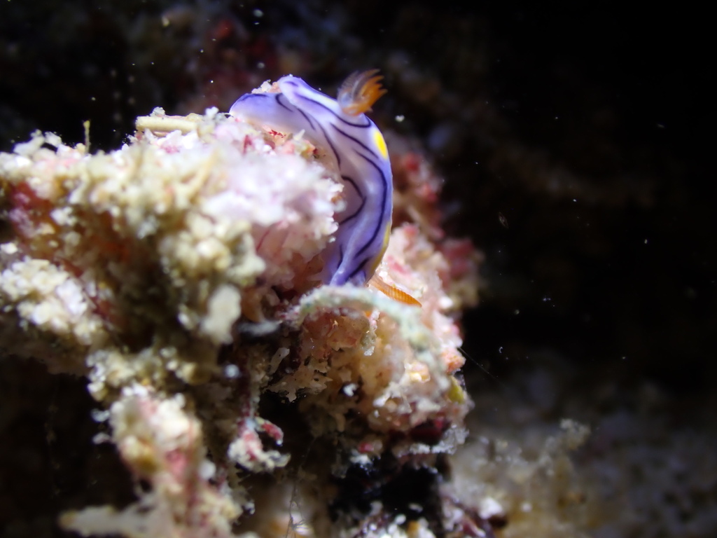 Black-striped Split-tooth Dorid