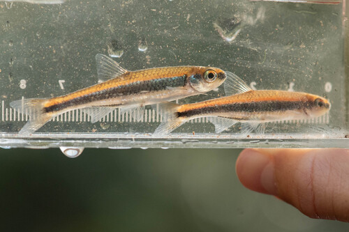 Dusky shiner (Notropis cummingsae) — Cyprinidae — 3
