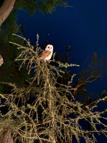 View observation of {o.common_name} on iNaturalist