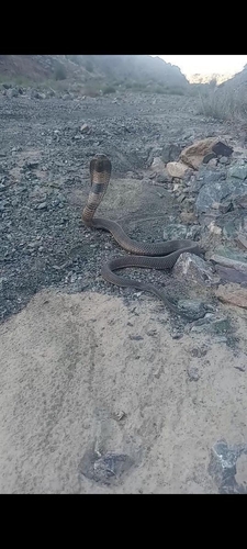 Central Asian Cobra