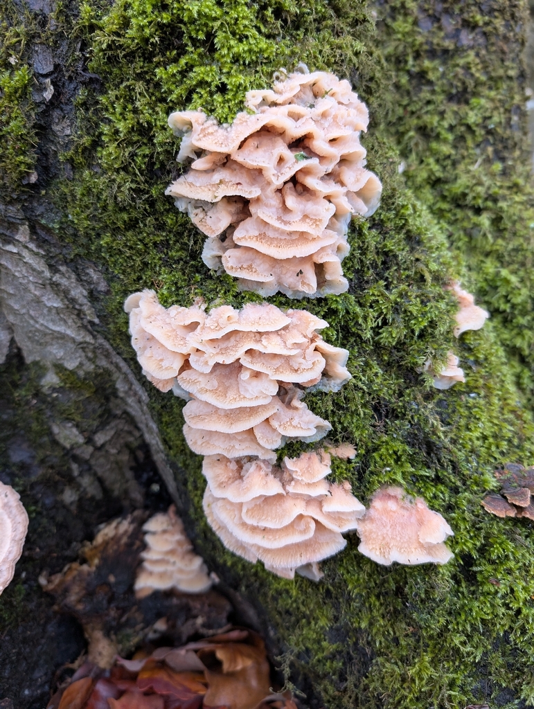 Merulius tremellosus · November 2025 · photo: © markbreaks (iNaturalist, cc-by)