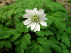 Anemonoides apennina