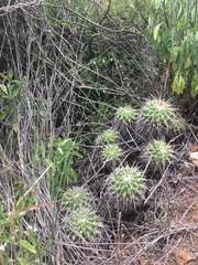 Mammillaria compressa compressa