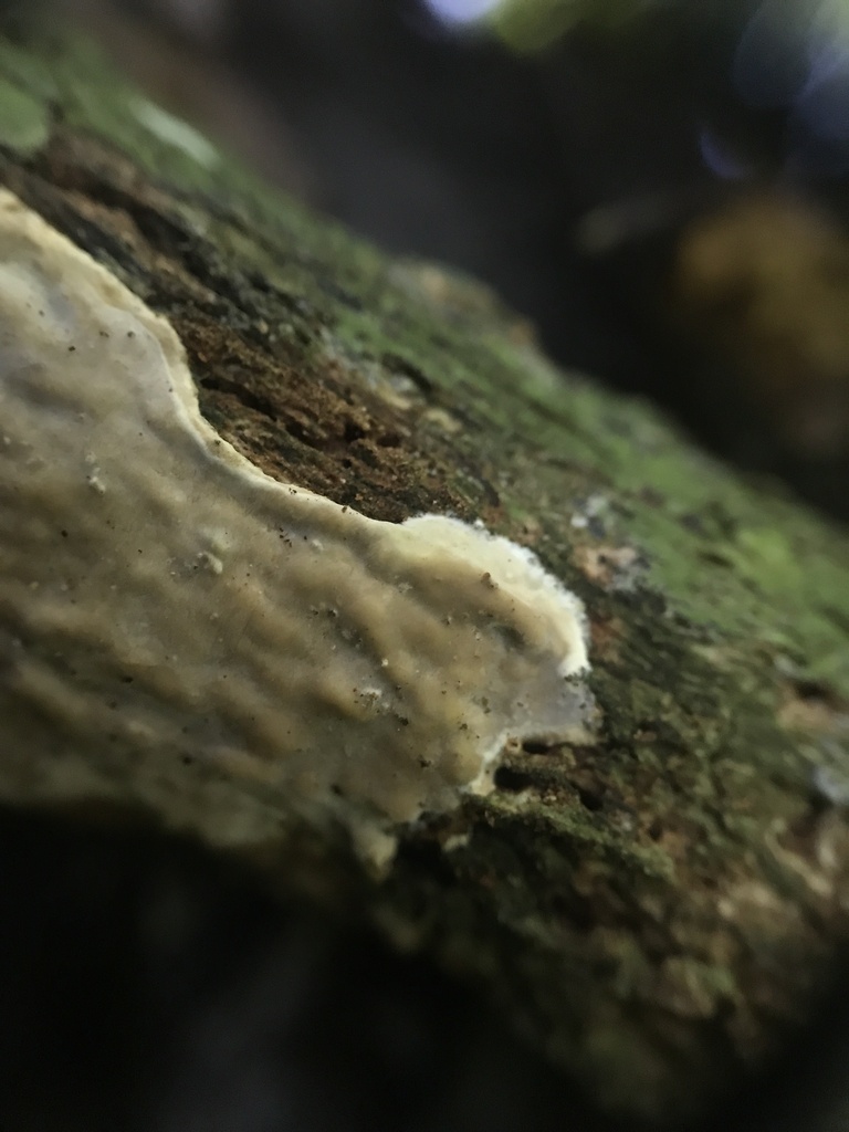 Scytinostroma sp. 'duriusculum-FL01'