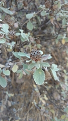 Buddleja marrubiifolia