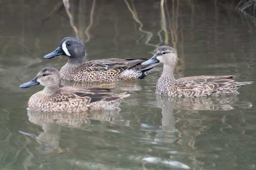 Blue-winged Teal, photo 9 of 9