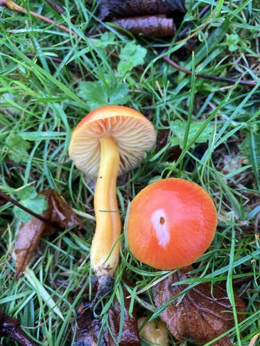 Hygrocybe mucronella — (c) David Callender, some rights reserved (CC BY)
