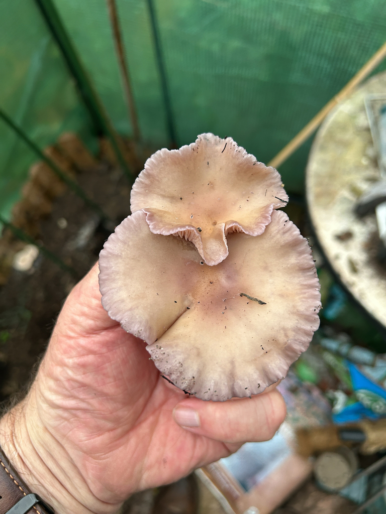 Laccaria amethystina · November 2025 · photo: © stonehenge_andy (iNaturalist, cc0)