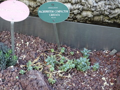 Pachyphytum compactum