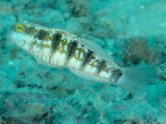 Amblygobius sphynx