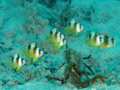 Amblypomacentrus breviceps