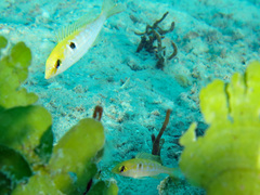 Lethrinidae