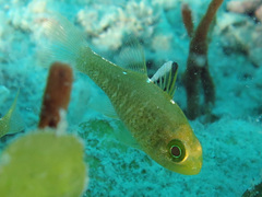 Ostorhinchus hoevenii