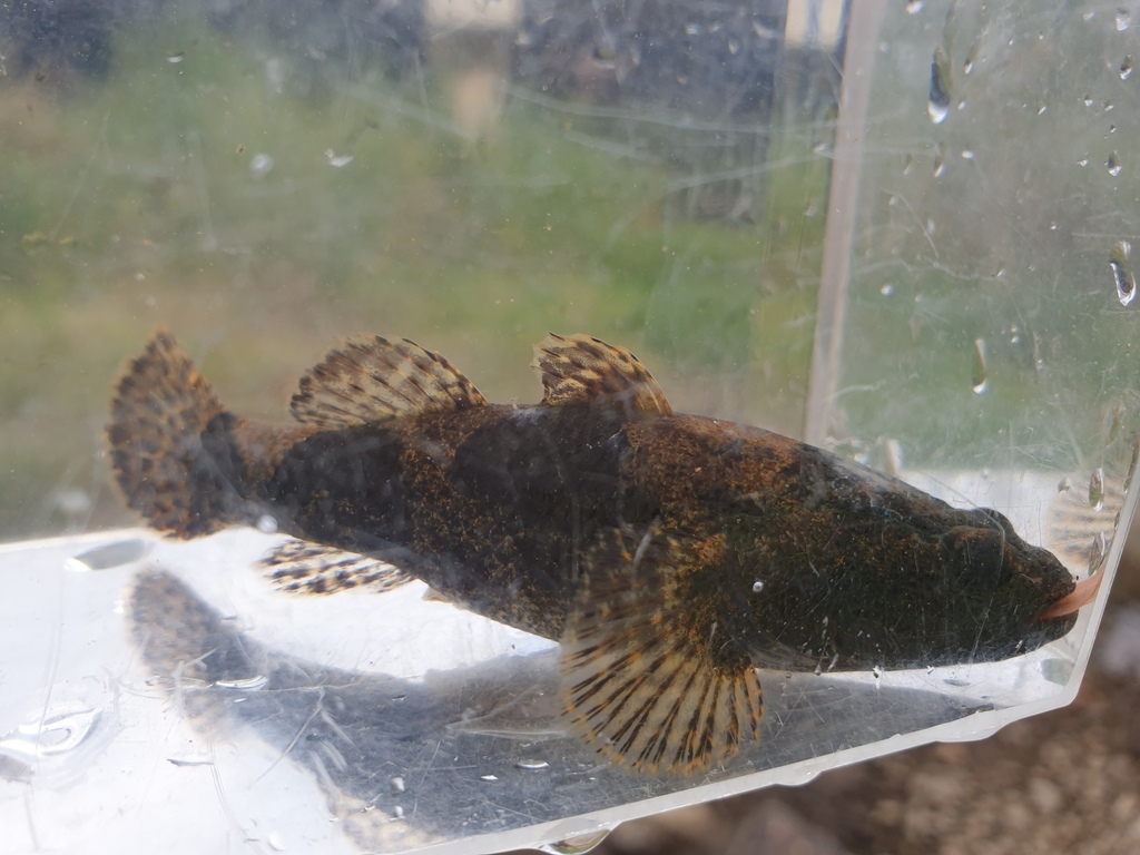 Chinese sleeper (Odontobutis sinensis) — Odontobutidae