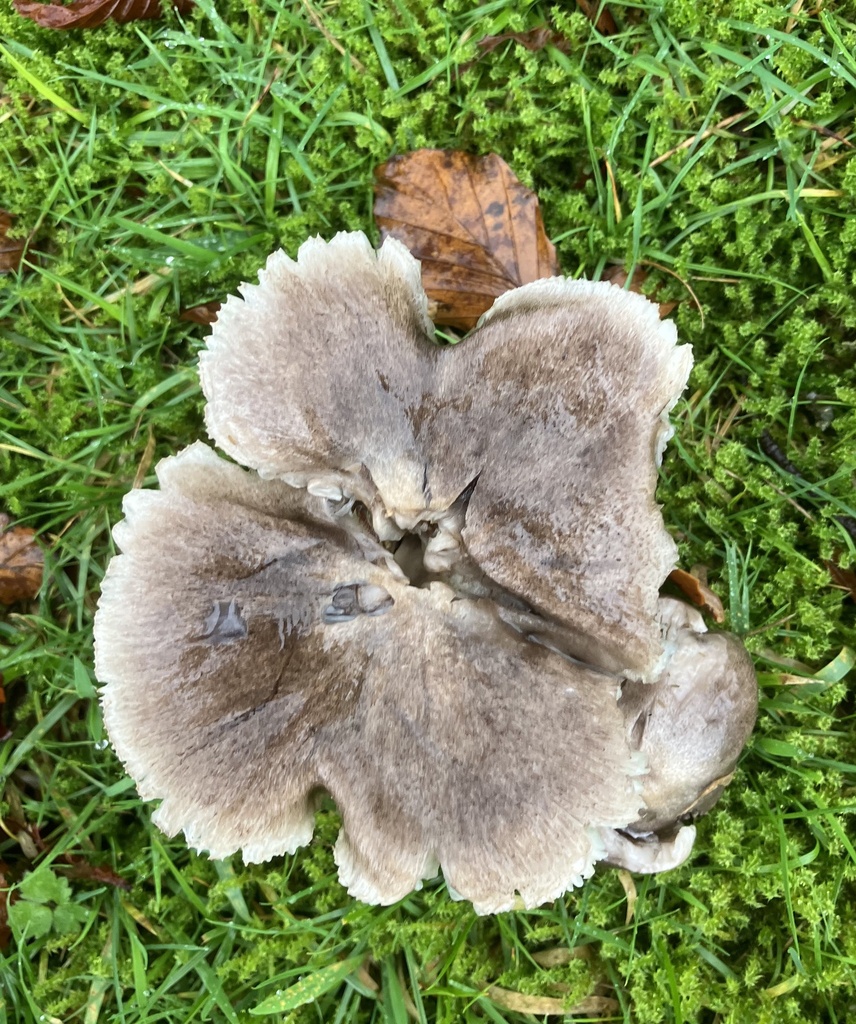 Tricholoma sciodes