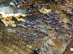 Trichaptum abietinum image