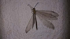 Banyutus lethalis