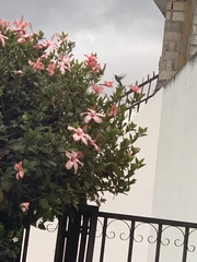 Hibiscus rosa-sinensis