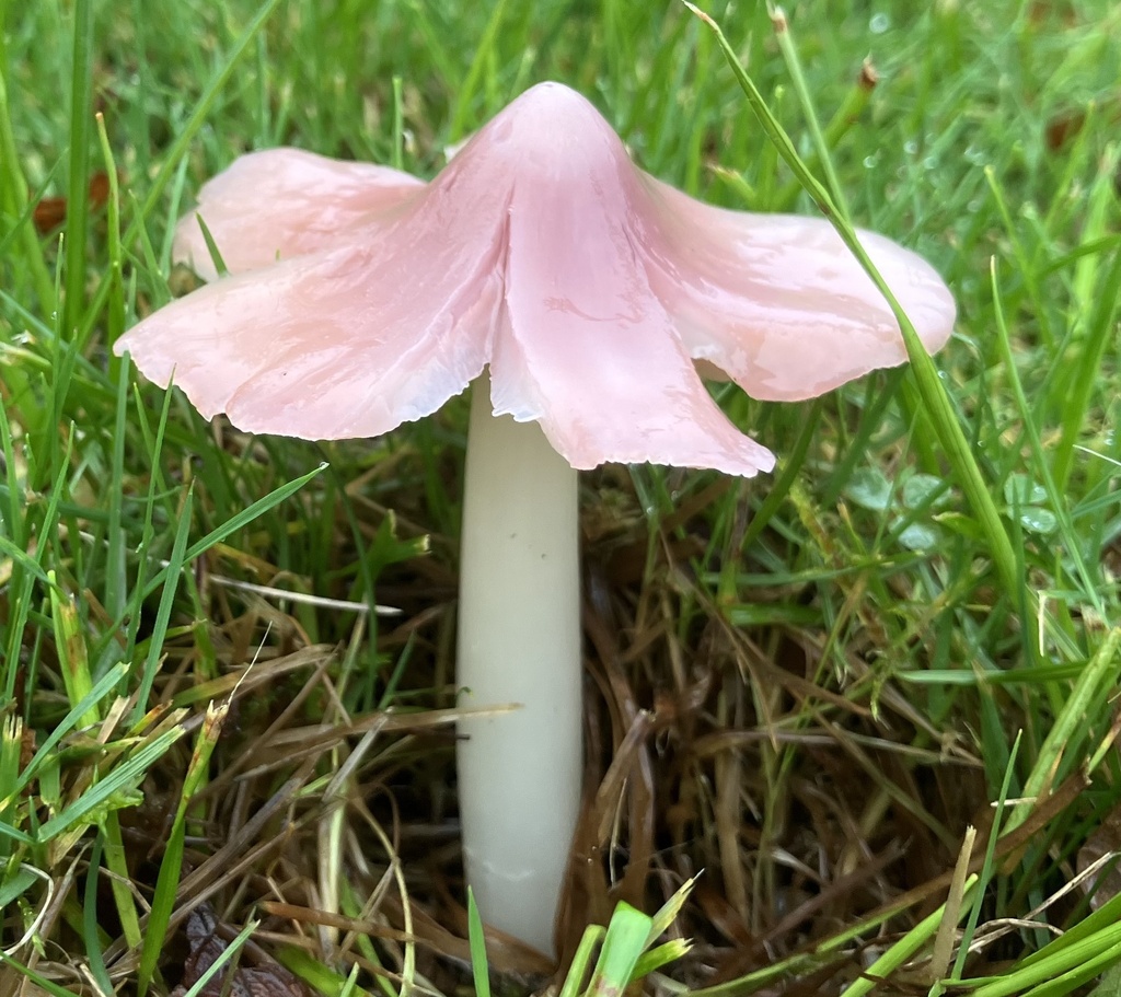 Porpolomopsis calyptriformis · November 2025 · photo: © davidcallender (iNaturalist, cc0)