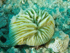 Cycloseris cyclolites