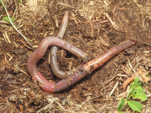 Octodrilus ruffoi