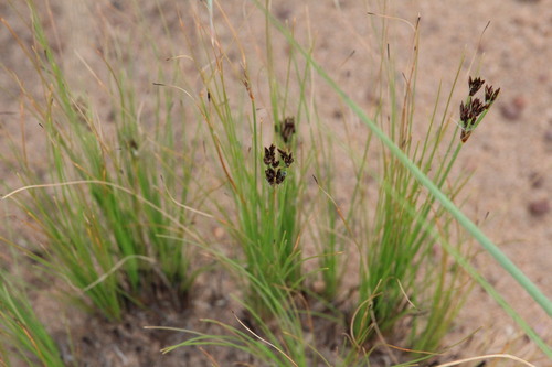 Fimbristylis complanata observed 2025-11-15
