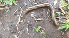 Spirostreptida