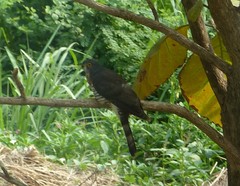 Hierococcyx sparverioides