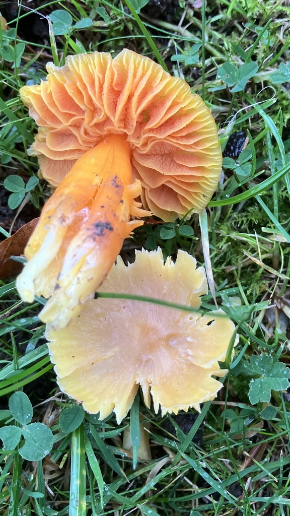 Hygrocybe quieta · November 2025 · photo: © davidcallender (iNaturalist, cc0)