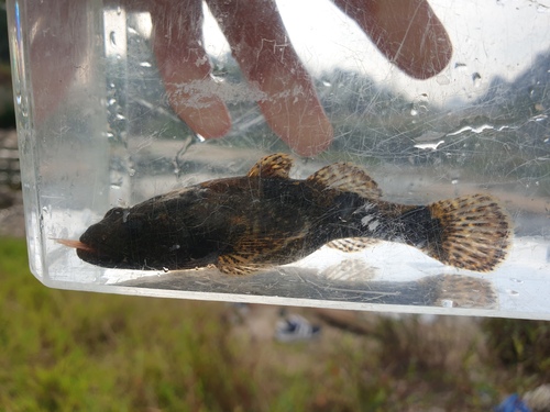 Chinese sleeper (Odontobutis sinensis) — Odontobutidae — 3