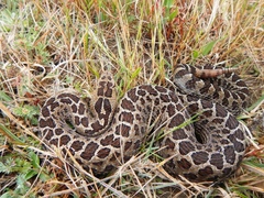 Crotalus triseriatus