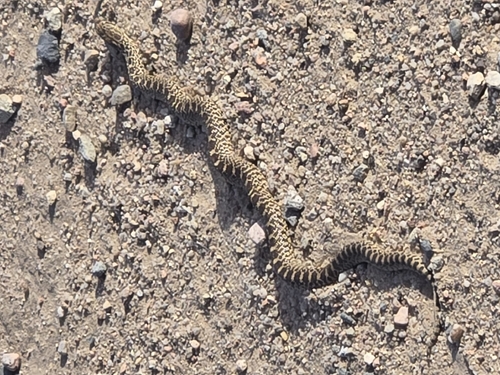 Bullsnake