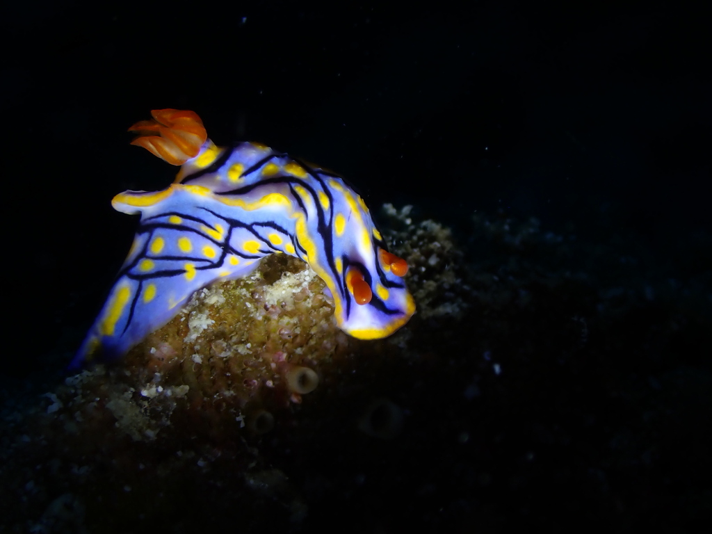 Black-striped Split-tooth Dorid