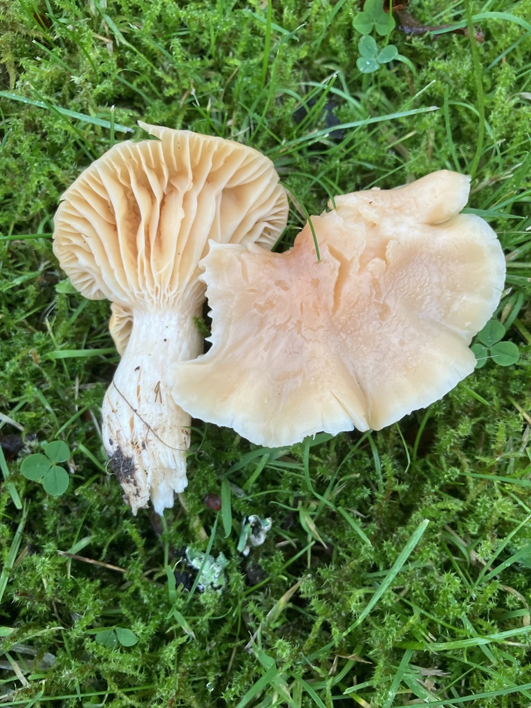 Cuphophyllus pratensis · November 2025 · photo: © davidcallender (iNaturalist, cc0)
