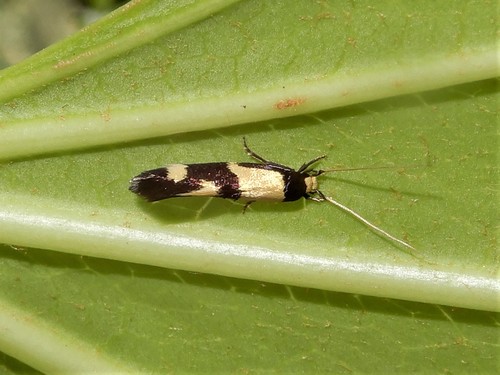 Opogona comptella