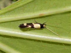 Opogona comptella