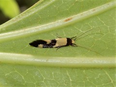 Opogona comptella
