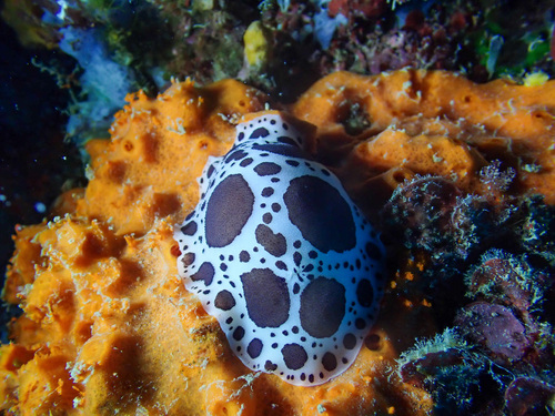 Peltodoris atromaculata