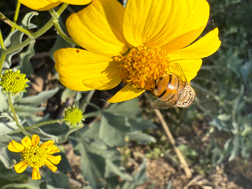 Unknown species found near W South Mountain Ave, Phoenix, AZ, US