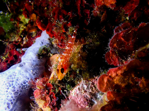 Tripterygion delaisi