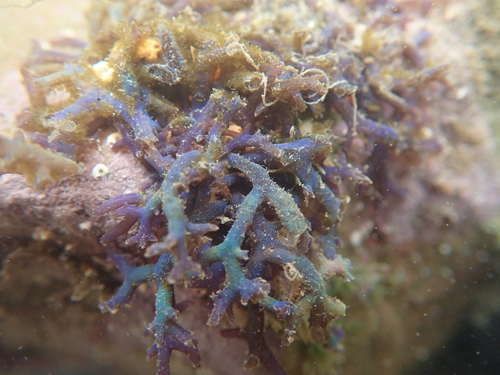 Hypnea pannosa observed 2025-11-15