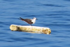 Onychoprion anaethetus