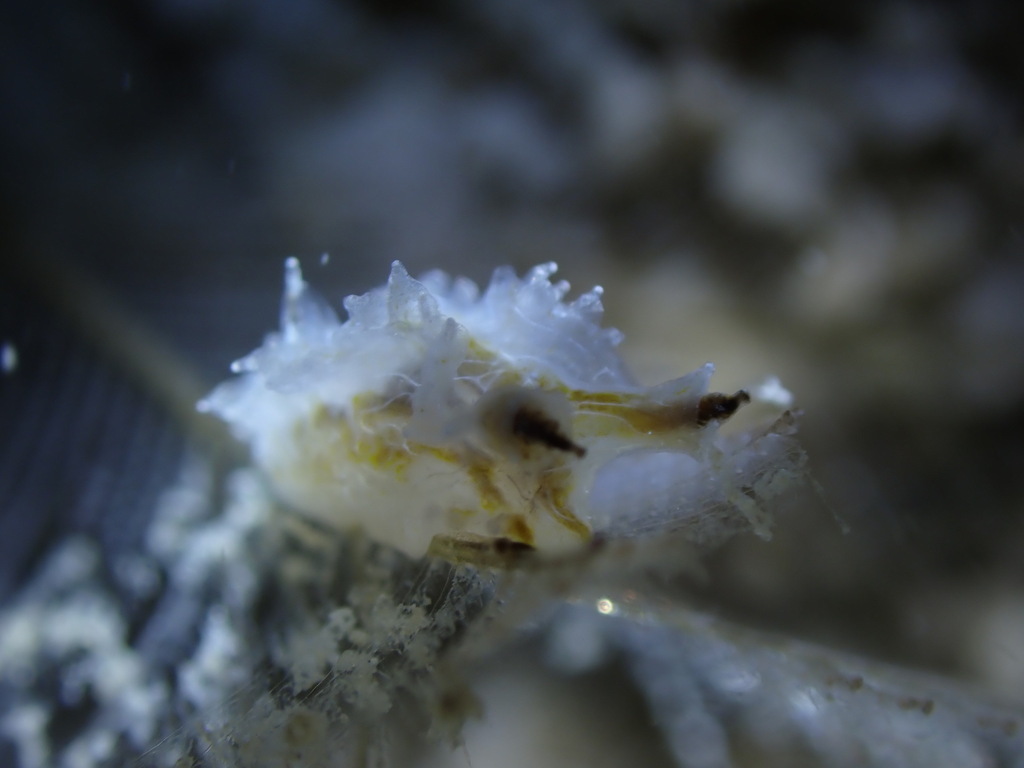 Hydroid Lomanotus