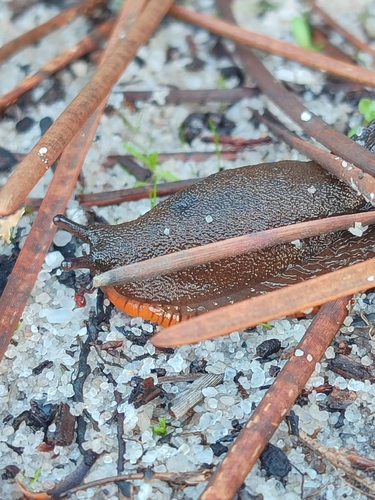 Arion lusitanicus observed 2025-11-15