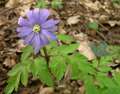 Anemonoides apennina