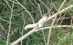 Callosciurus finlaysonii